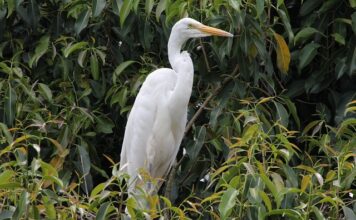 Czy w Polsce można mieszkać w przyczepie kempingowej?