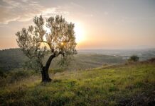 Czy warto kupić drugie felgi?