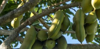 Kiedy Austral w sprzedaży?