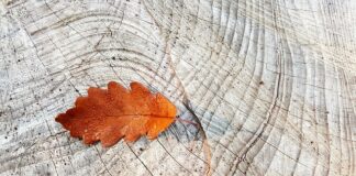 Co na zapieczone pierścienie?